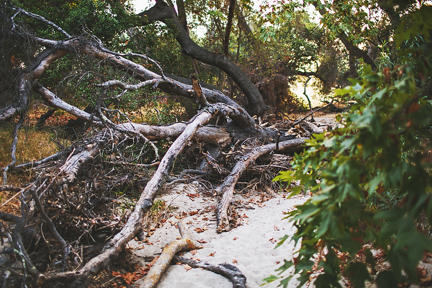 orange county family photographer